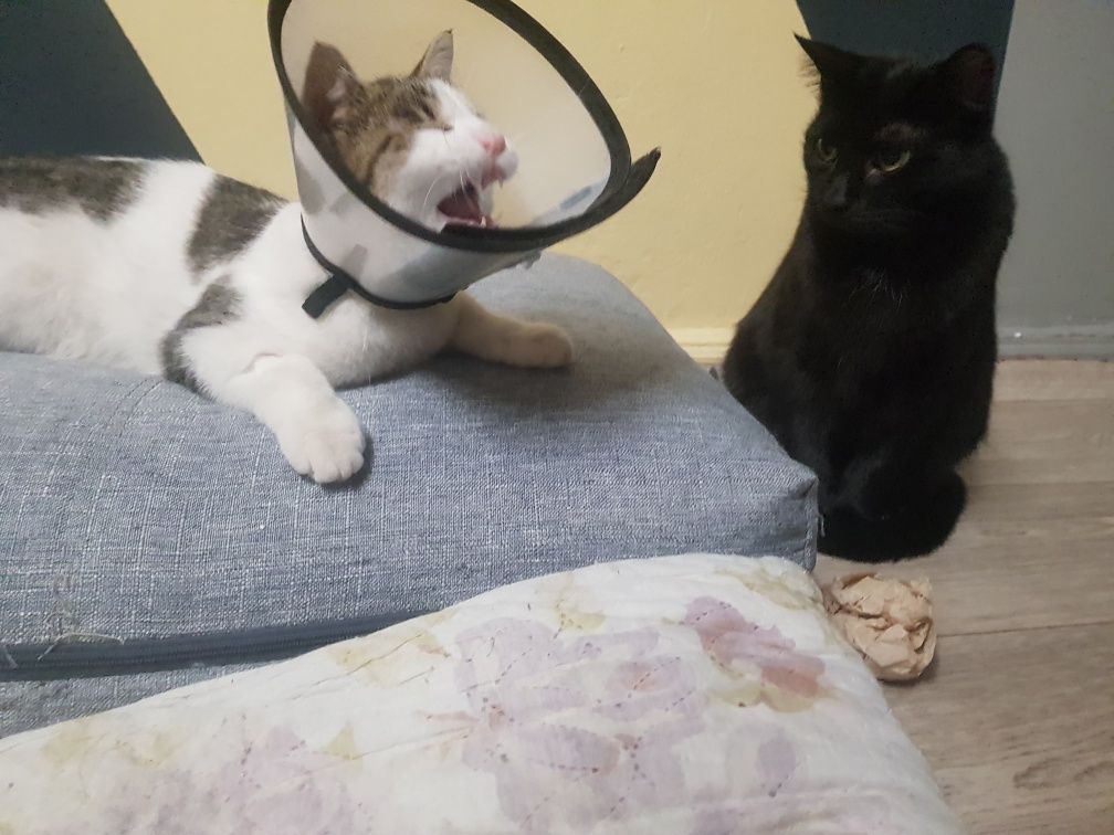 Котик ищет дом кастрирован