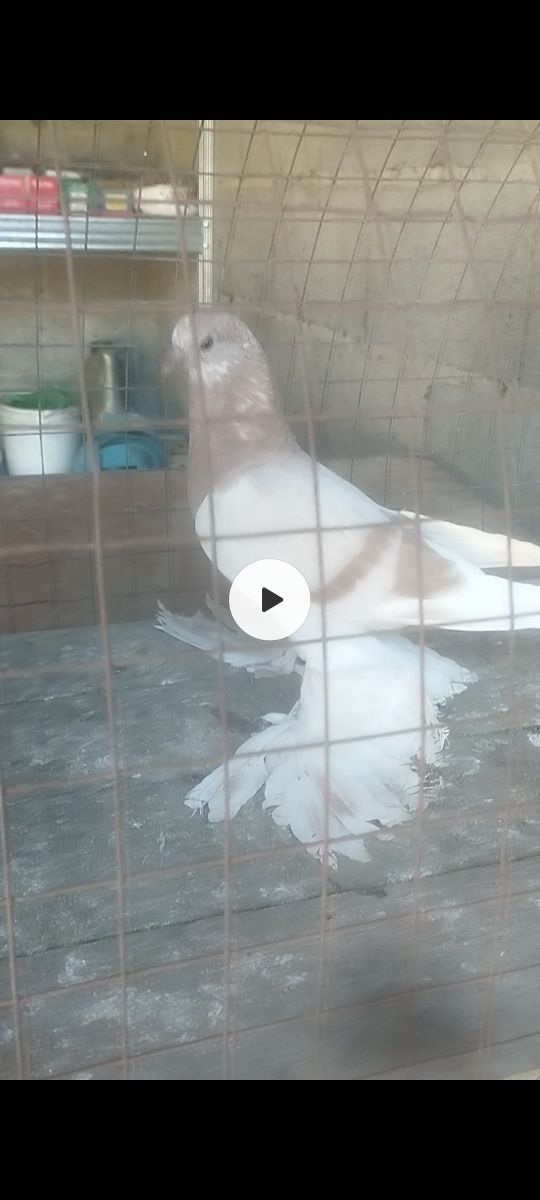 Голуби на гребле