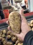 Продам картофель отправка в любой регион сорт Гала