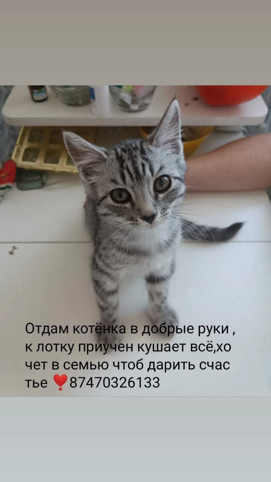 Котенок в добрые руки