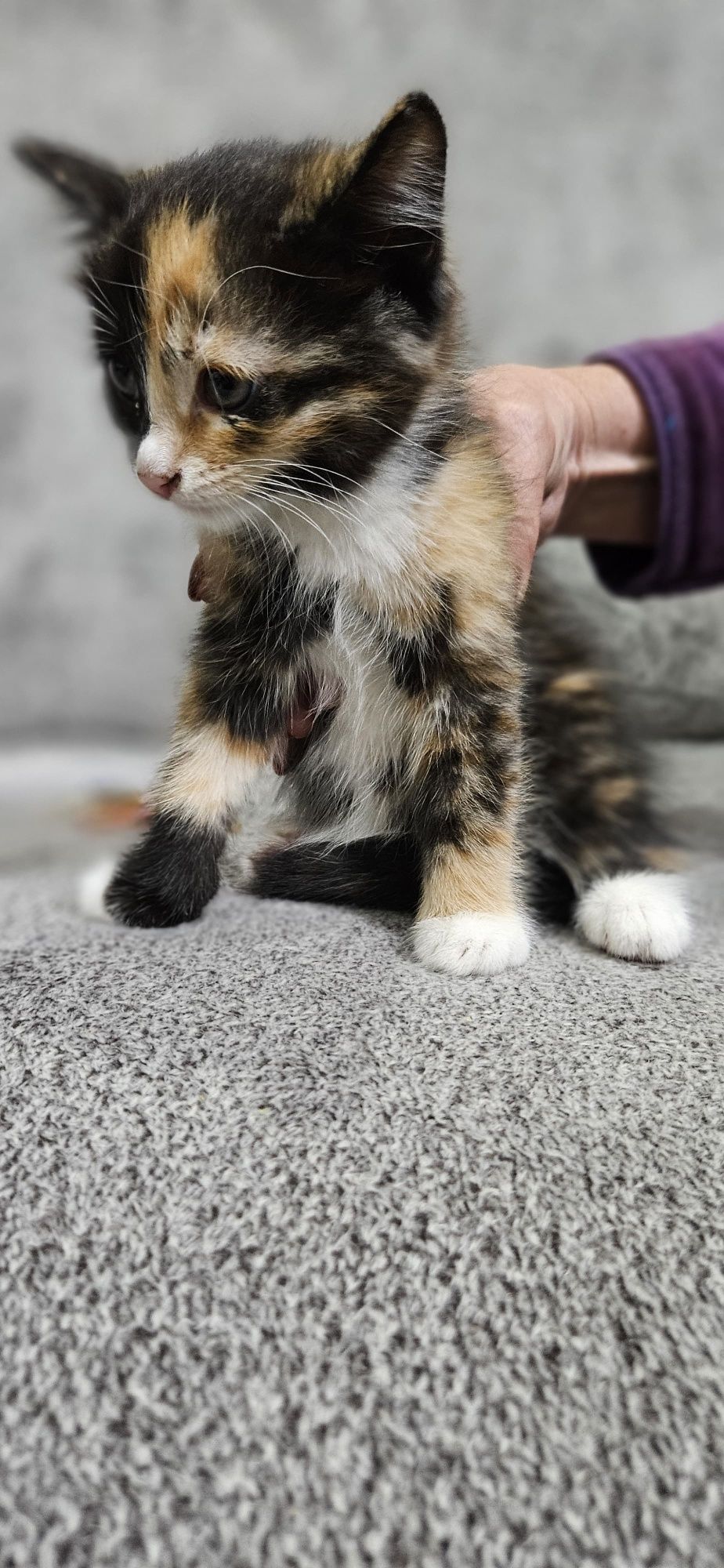 Отдам котят 2 месяца
