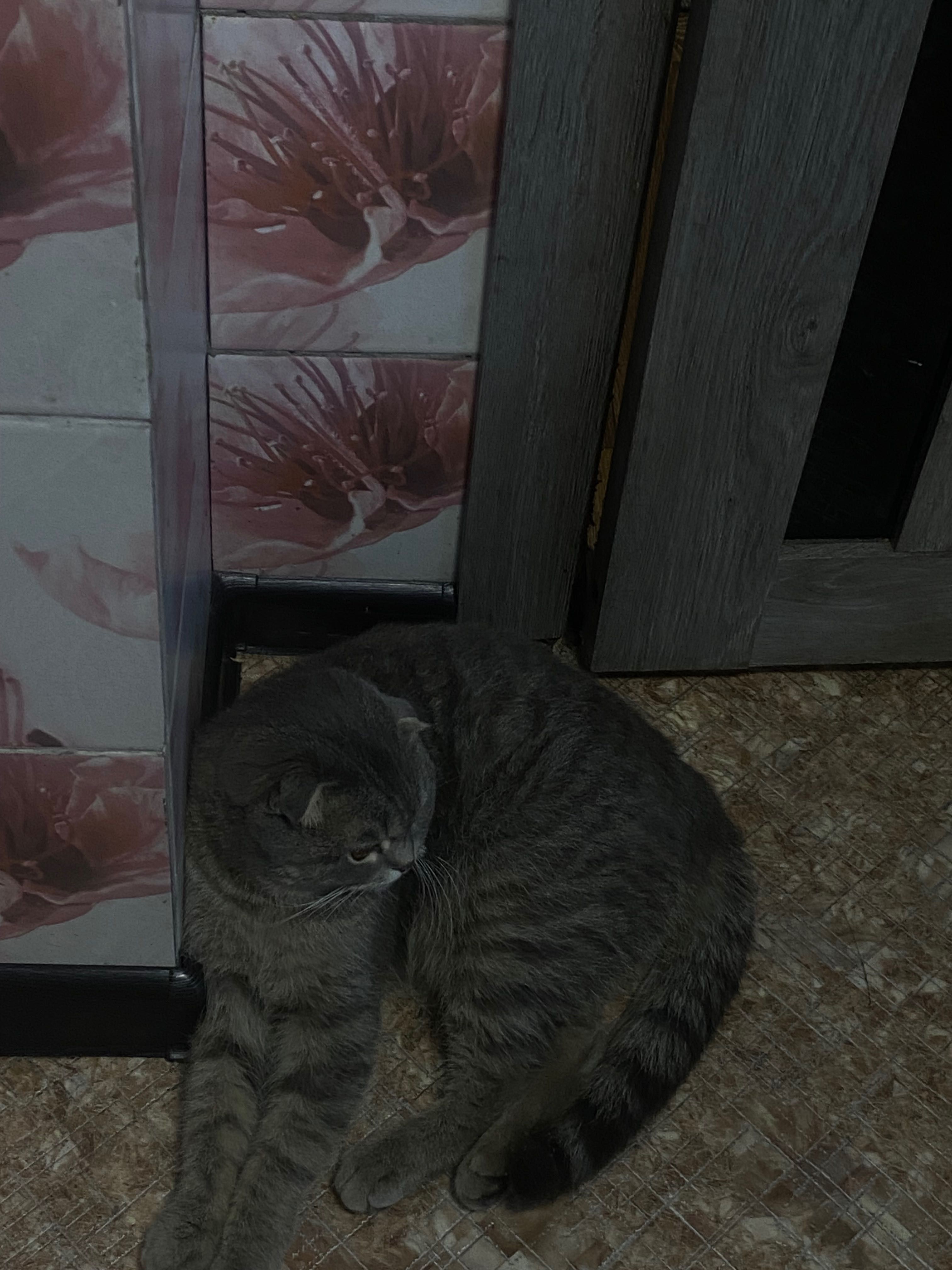 Продам котят животные
