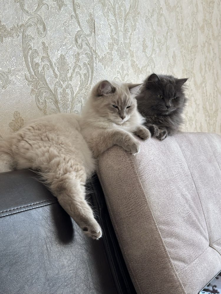 Британский длинашерстная кошка и кот.