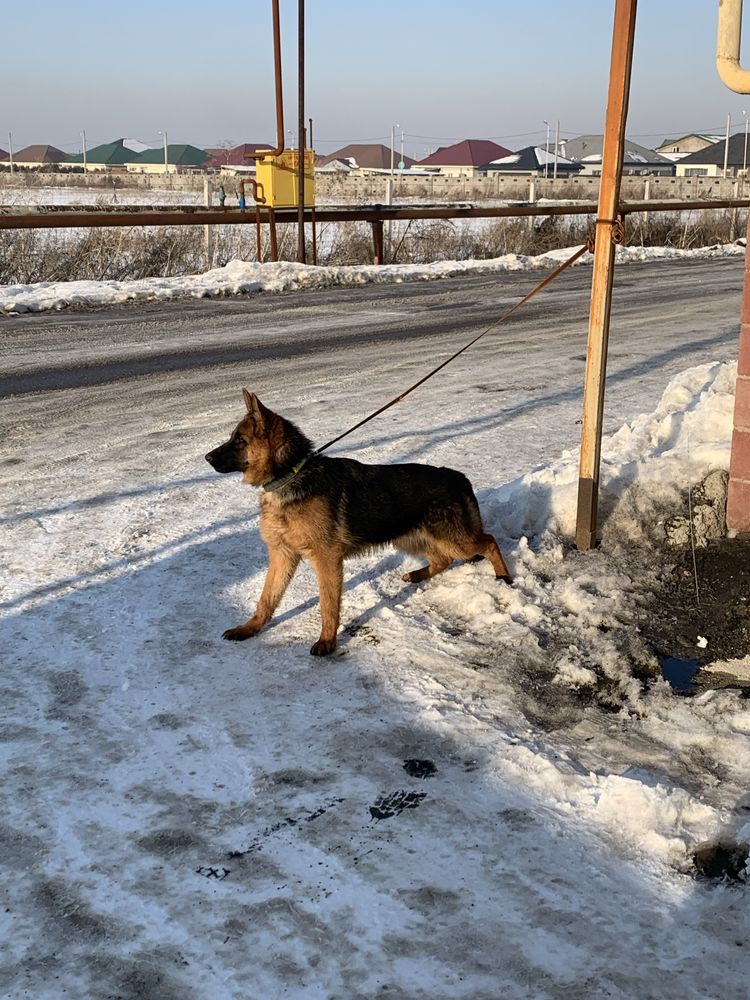 Немецкое овчарка