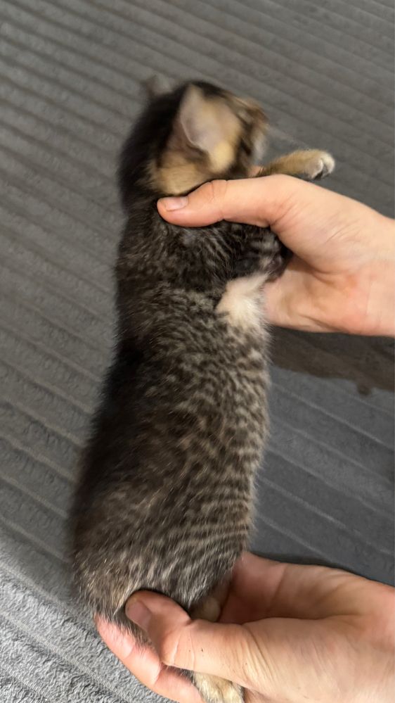 абиссинские котята