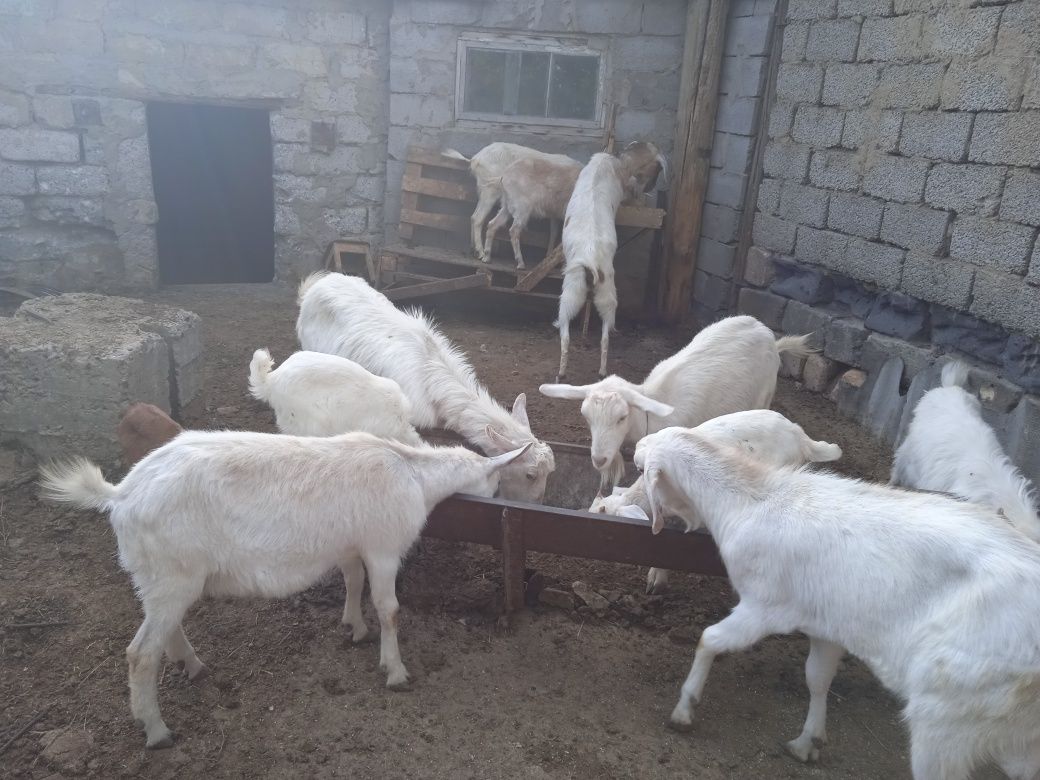 Продаются заайнеские и альпийские козы
