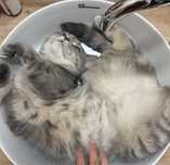 Отдам котеночка породистого