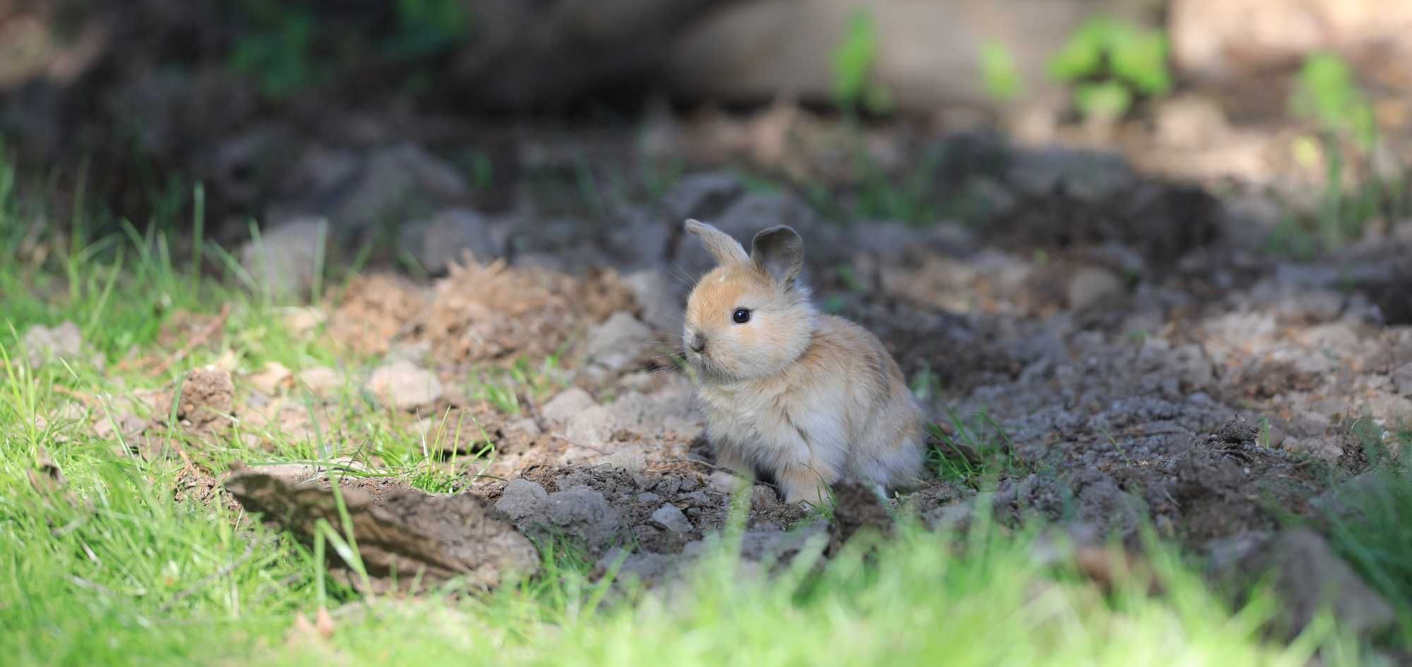 белые,коричневые и серые декоративные  кролики,1,5 месяца