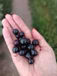 Продажа дикая смородина
