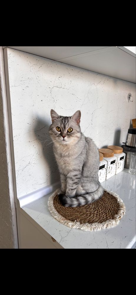 Отдам даром котов