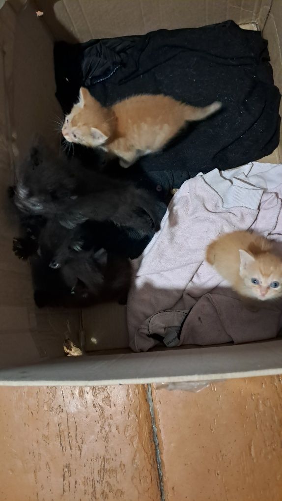 Отдам котят в хорошие руки