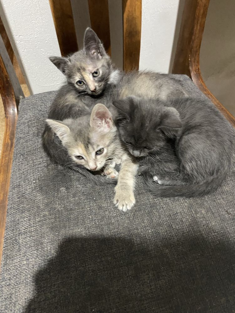 отдам котят в добрые руки