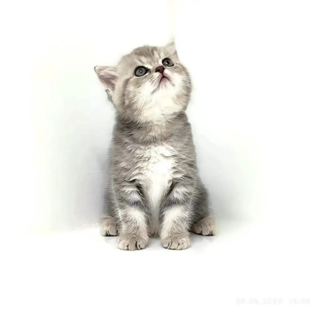 ШотЛанДскиЕ кОтяТки