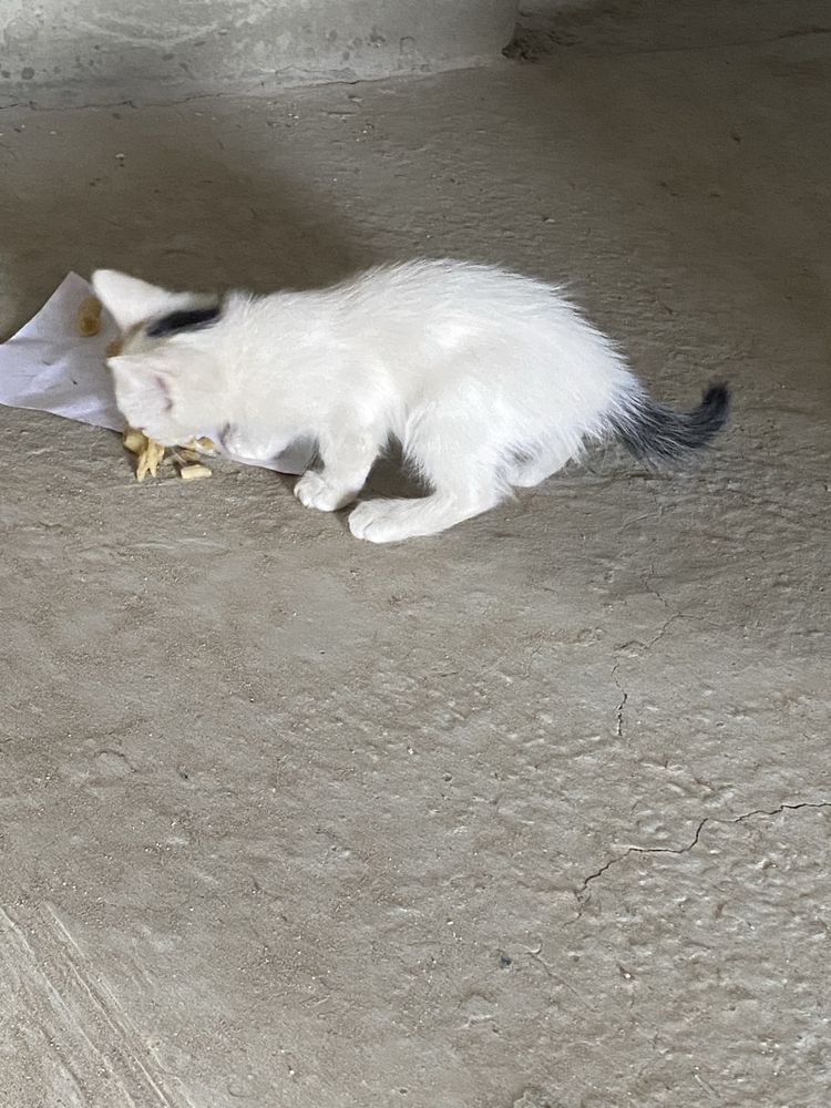 Отдам котят доброе руки