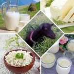 Ешкы суты айран курты