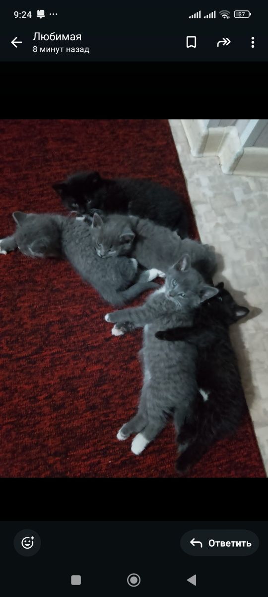 Отдам коят бесплатно