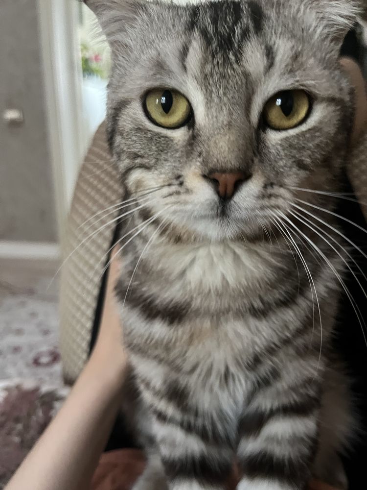 отдаю породистого кота бесплатно