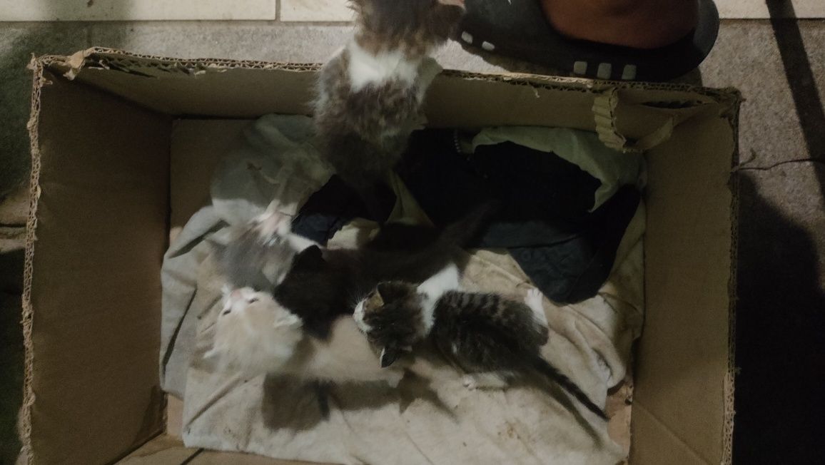 Отдам котят в добрые руки