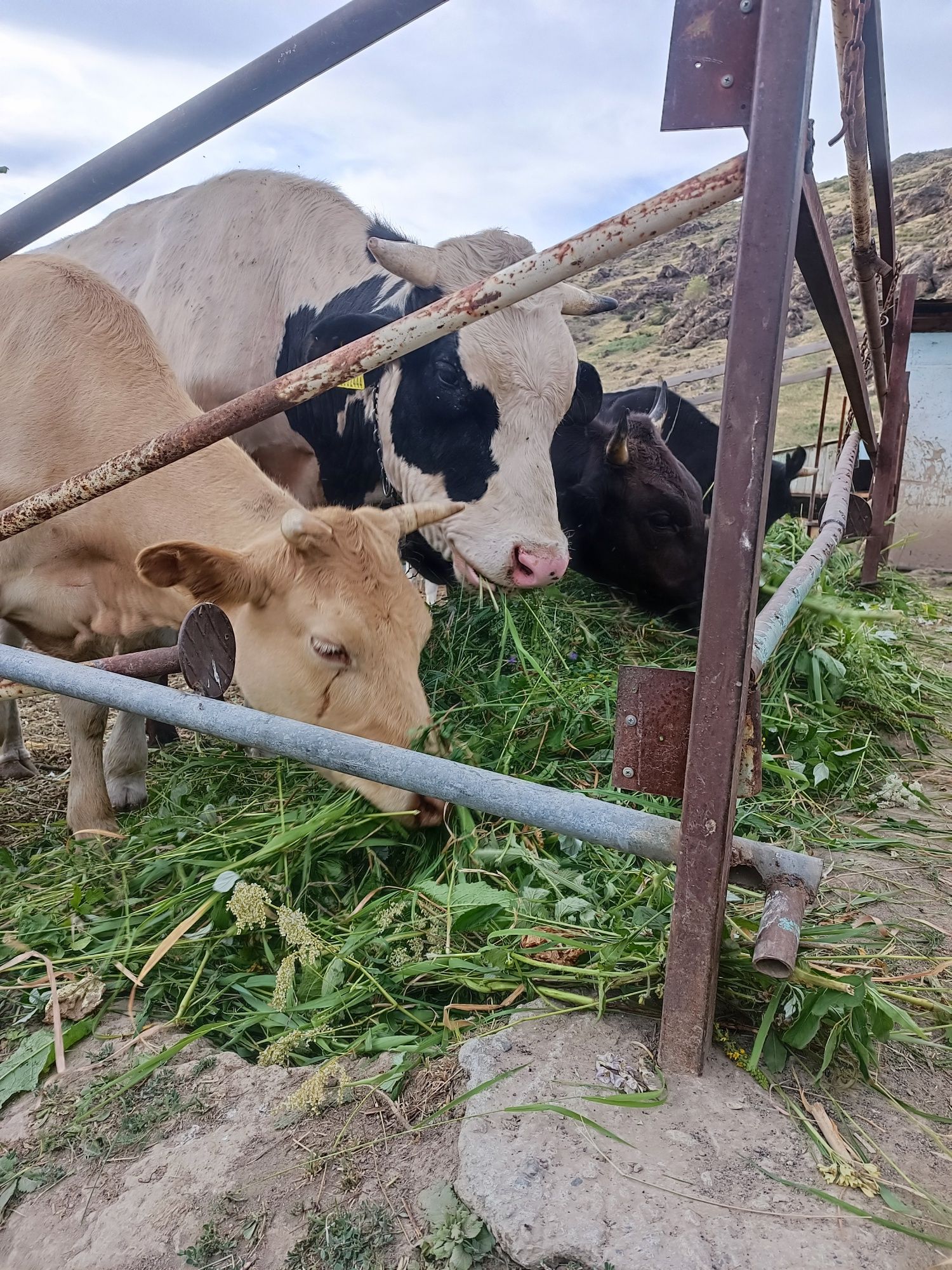 Продам бычка на племя.