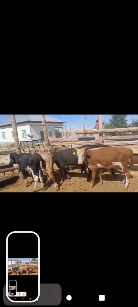 Ассалаумағаликом. 15. Бас. Бұқа сатылады