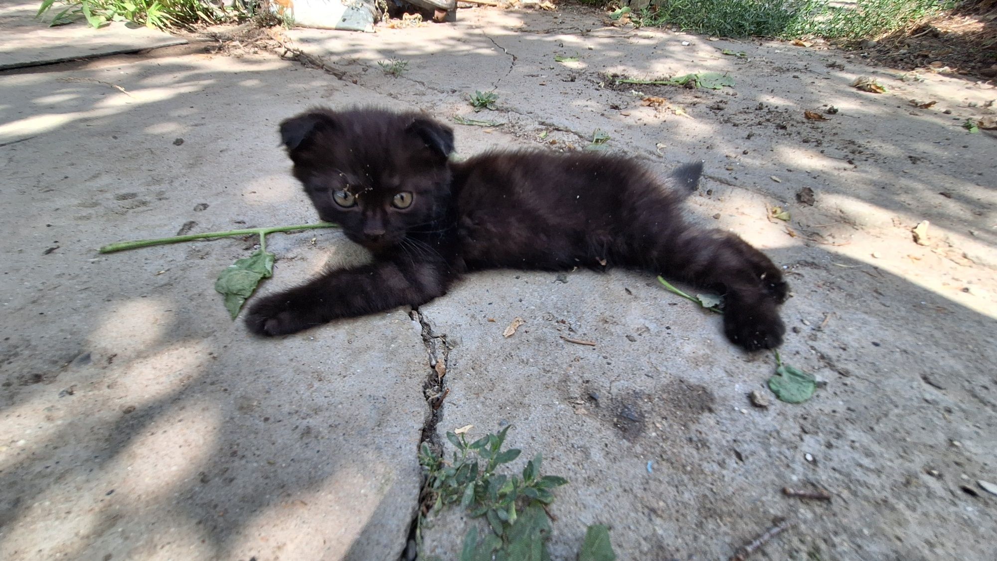 Котята 2х месячные в добрые руки