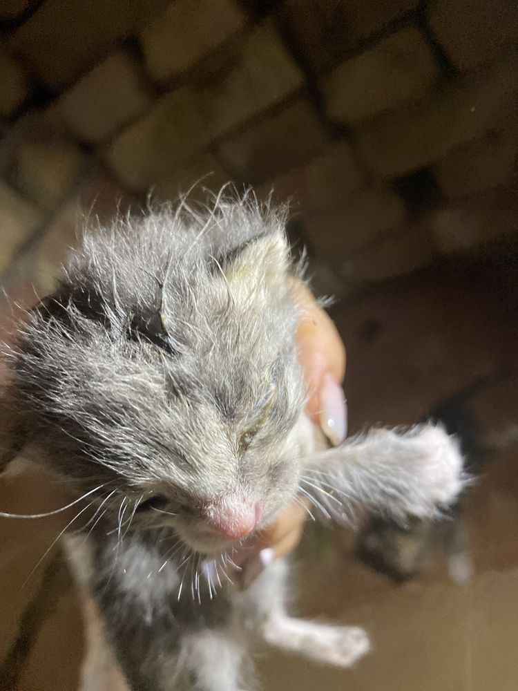 Кошка бесплотно