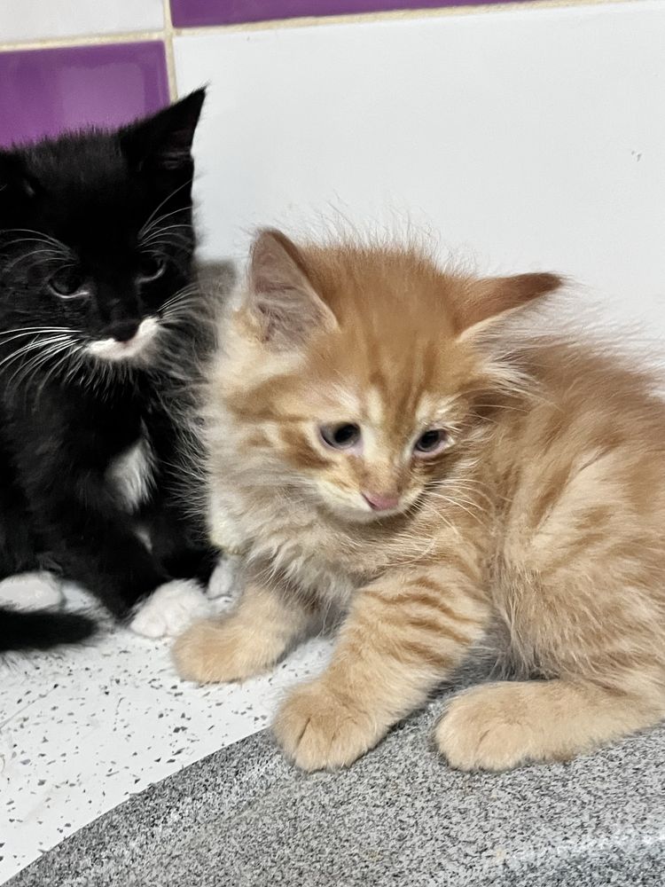 Котята в добрые руки!