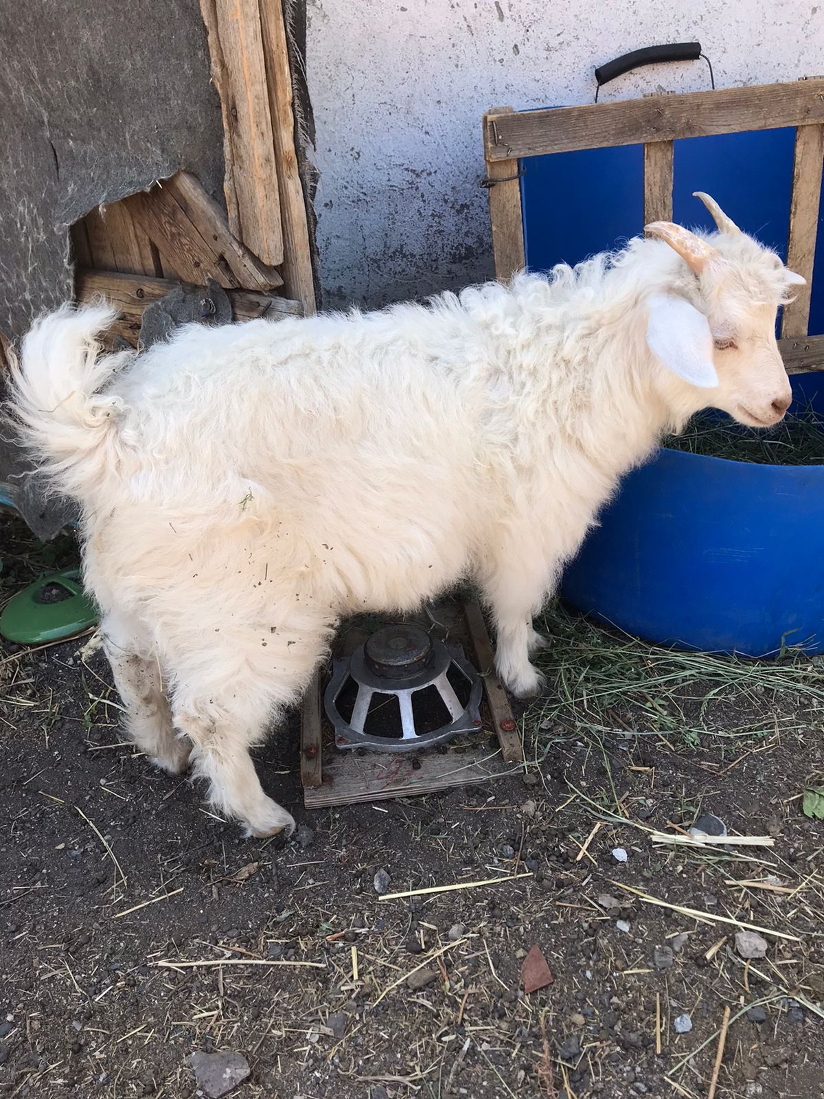 Продам   козочку