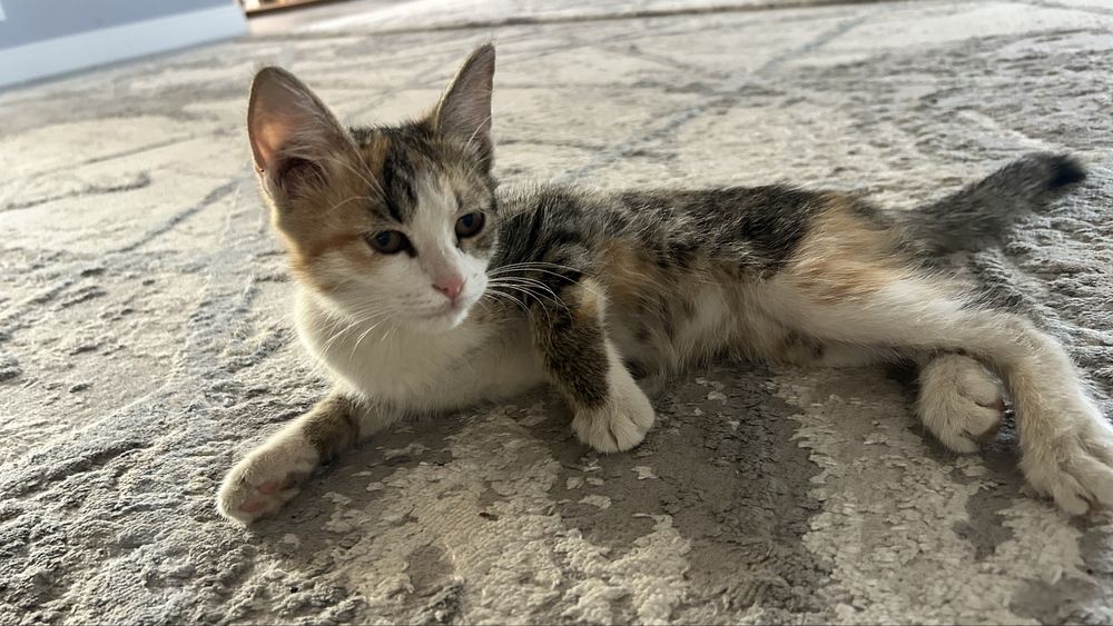 Котята, в добрые руки