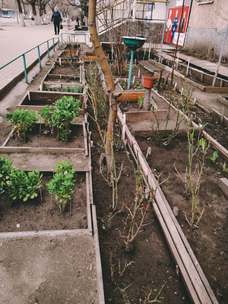 Продам цветы, рассада цветов
