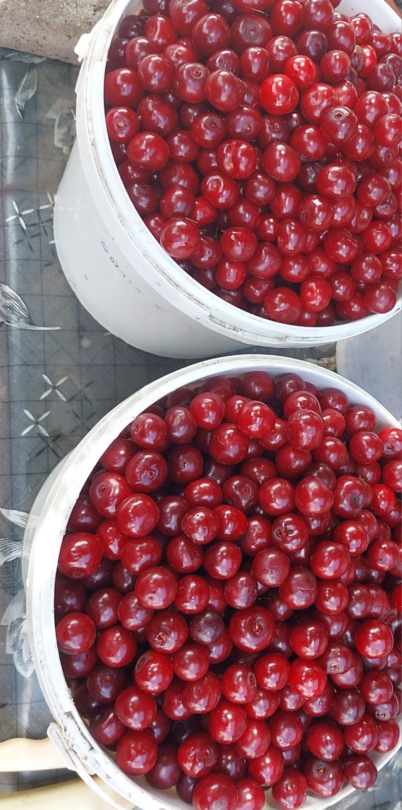 Продам вишню крупная спелая