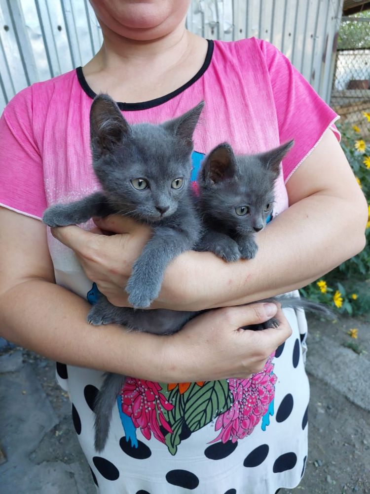 Котята в добрые руки