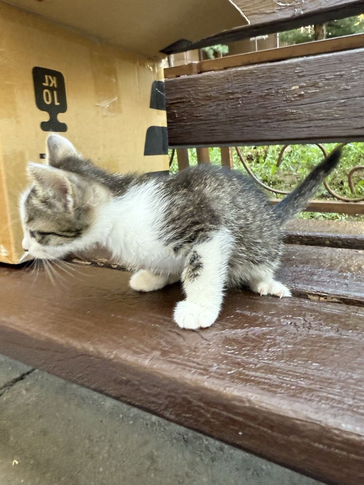 Отдам котёнка 2 месяца