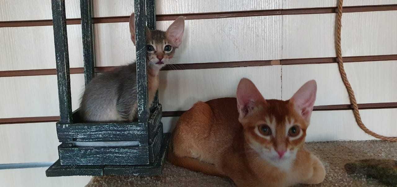 Абиссинские и чаузи котята со скидкой 50% и 70%