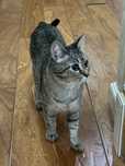 Кошка (шотландская скотиш-страйт) + в подарок сумку