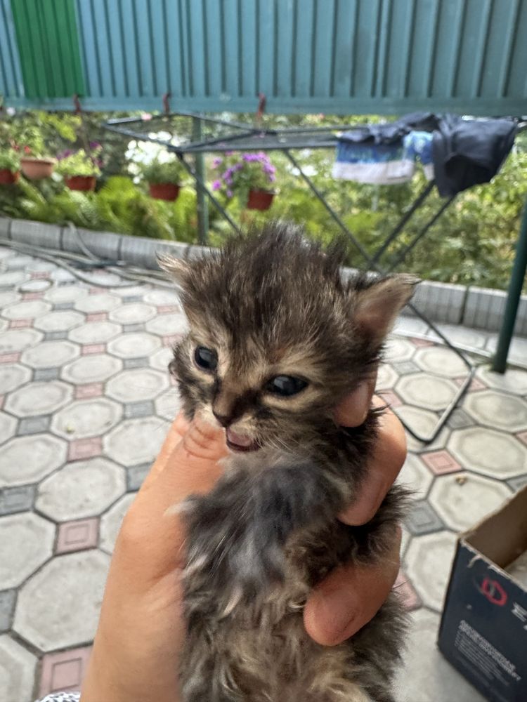 Котята Срочно отдам