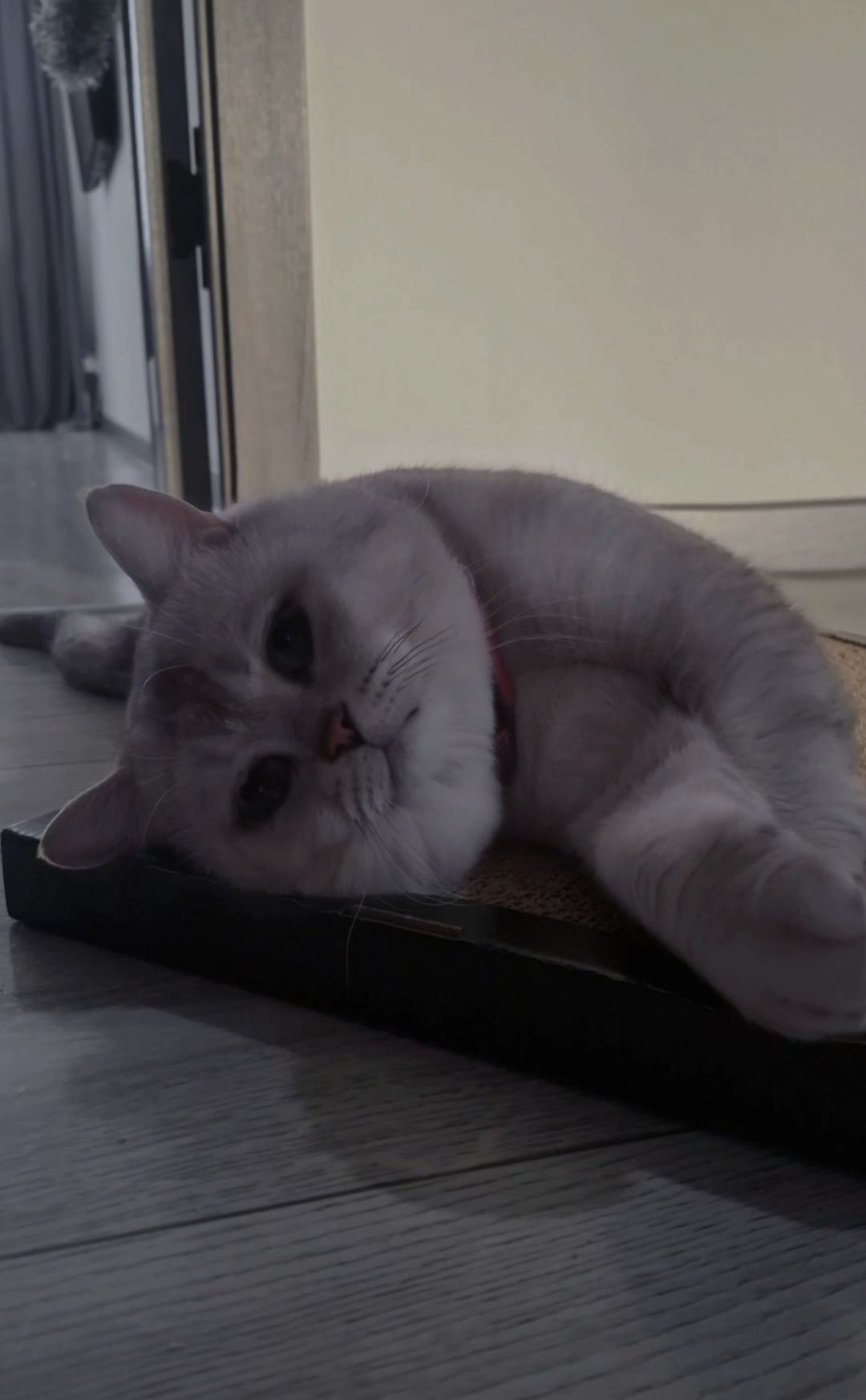 Кот на Вязку с опытом ( для прямоухих и вислоухих)