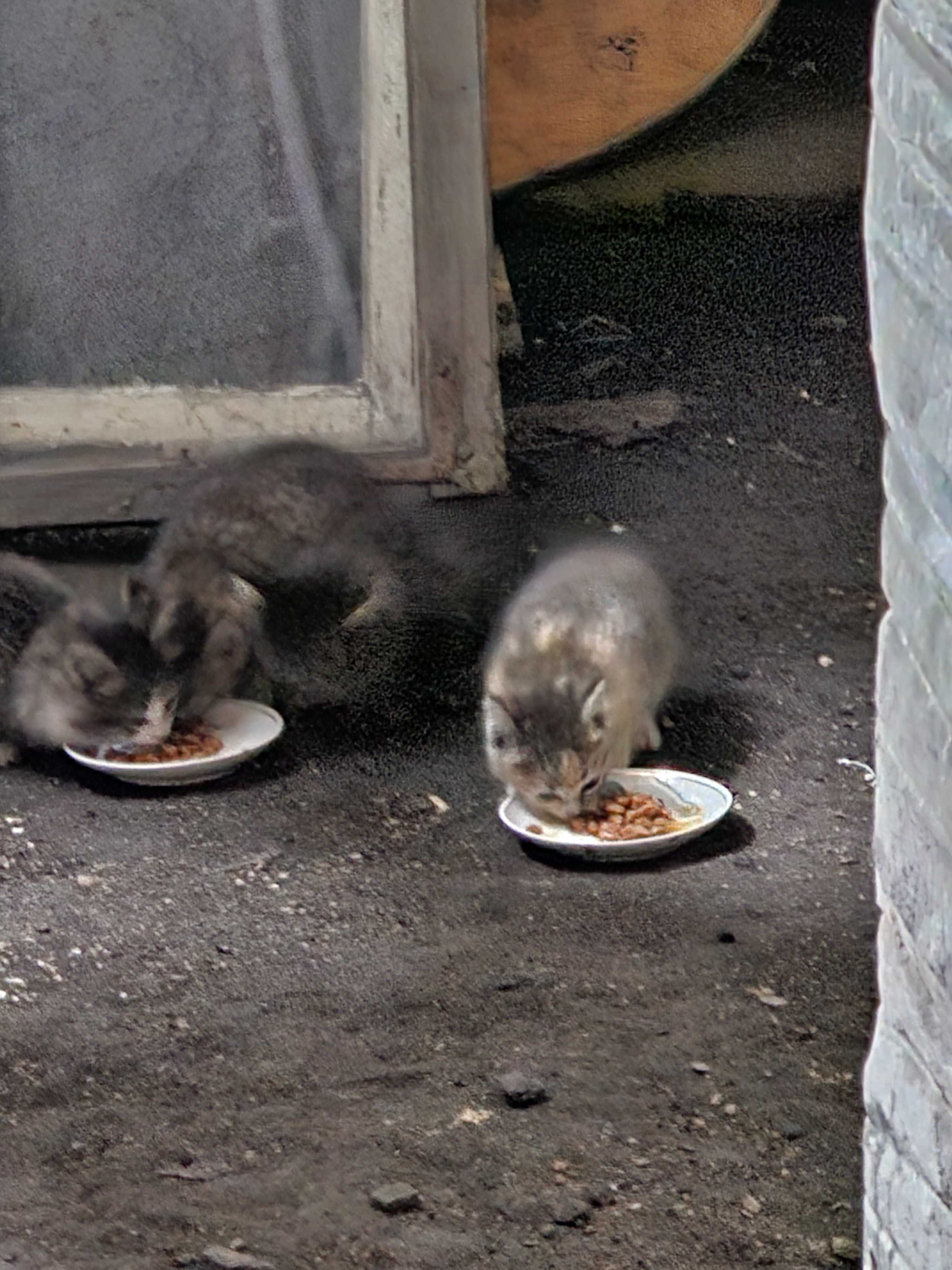 Отдам котят в хорошие руки