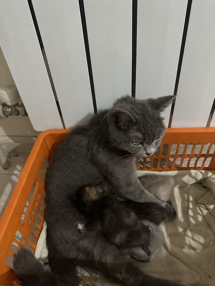 Отдам котят бесплатно