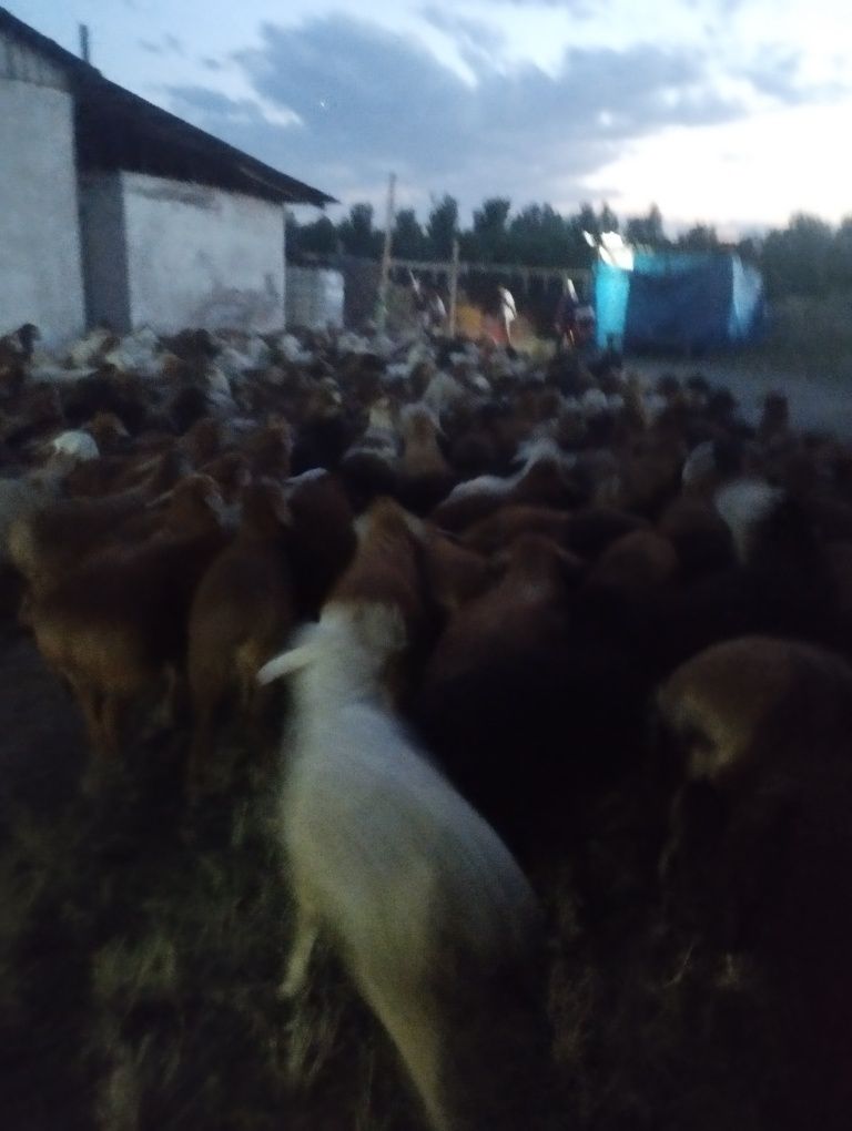 Бараны,барашки,токтушки