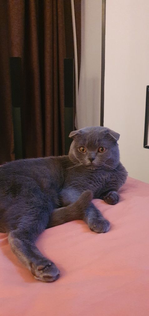 Котик ждет невесту,вязка,шотландец,скотиш фолд,вязка кота,вязка кошки