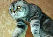 Шотландский вислоухий кот по имени Дизель ждёт раскошных дам на вязку