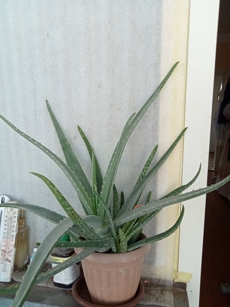 Алоэ вера комнатное растения
