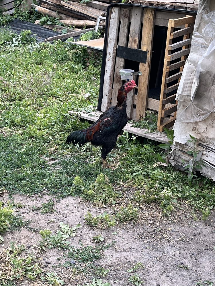 Продам дакана хорошего