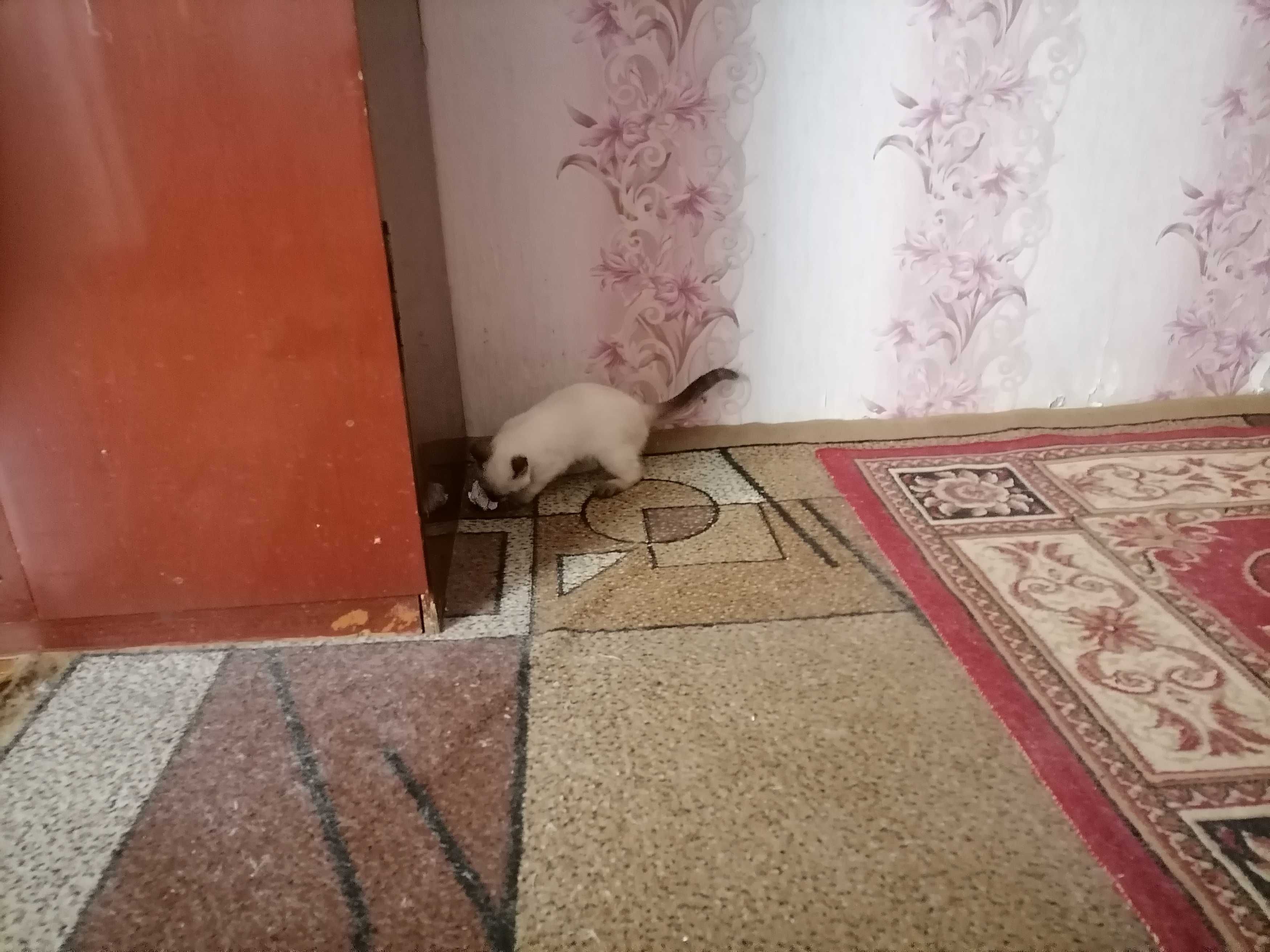 Кошечка сиамская,добрая.