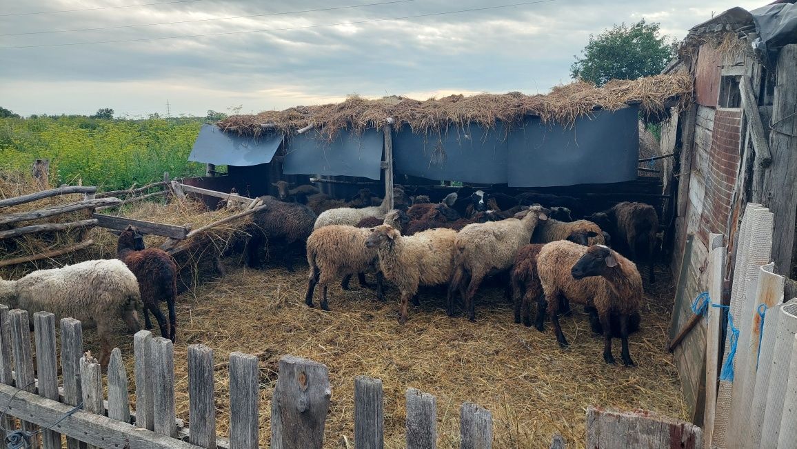 Продам овец 31 голову