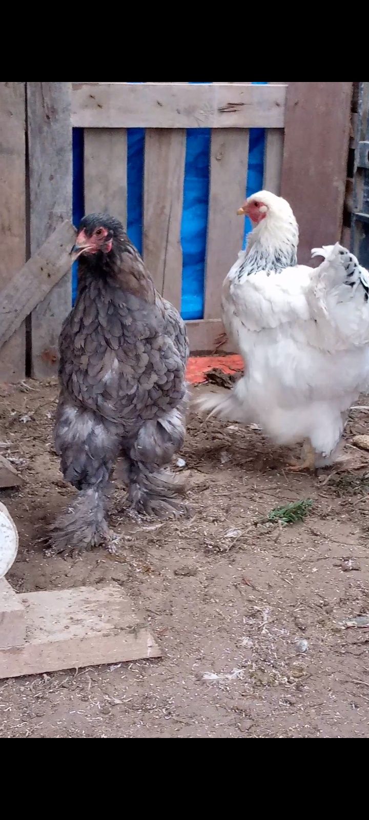 Тауықтар сатылады 2+1