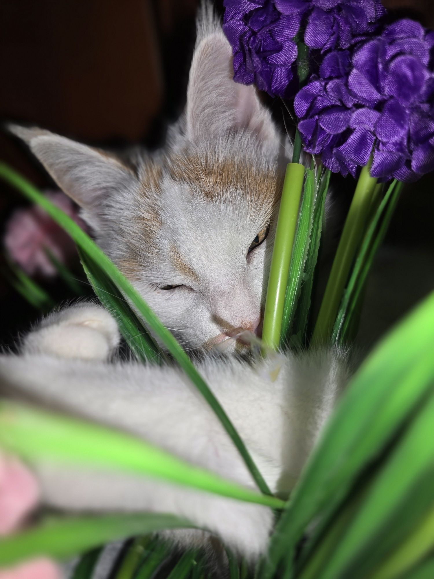 Самая самая умная кошка на свете Снежана