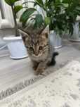 Отдаем котят все мальчики