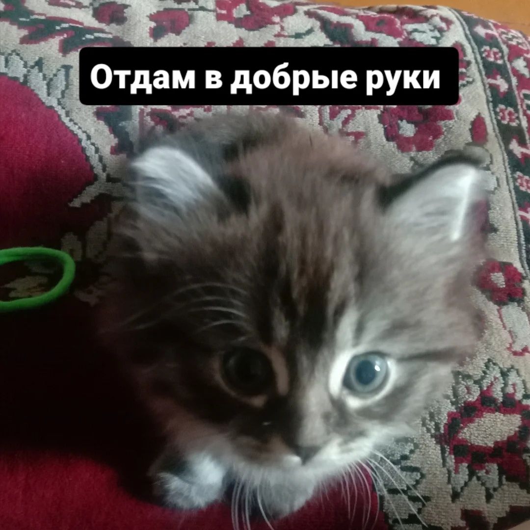 Отдам в добрые руки котенка
